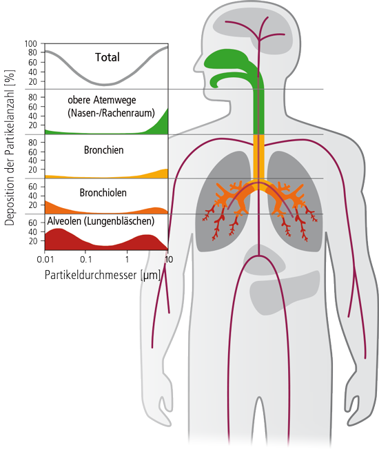 Feinstaubaufnahme in den Atemwegen